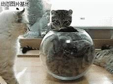 小猫钓鱼连环画图片4张