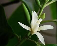 关于白兰花的唯美句子
