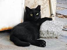 房东的猫小黑理想型