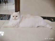 海猫真正的名字叫什么