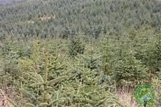 乔木林业部门