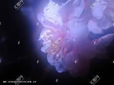 雾水桃花用心追求是什么意思